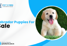 Labrador Puppies for Sale