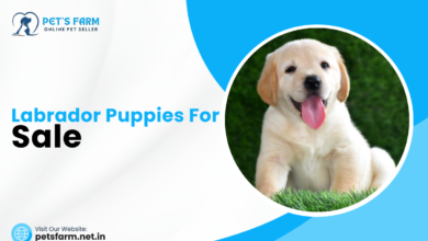 Labrador Puppies for Sale