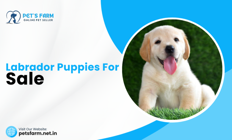 Labrador Puppies for Sale