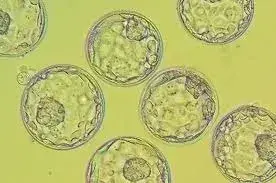 embryo freezing and thawing